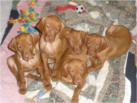 1st Litter_5